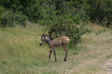Foal (Baby zebra) standing in the grass by itself