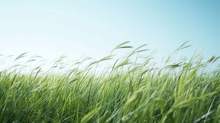 Fototapeta premium Windswept Green Grass Blades Against a Blue Sky