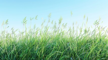 Fototapeta premium Green Grass Field with a Blue Sky Background
