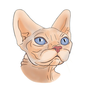 recommend clip art: Canadian Sphynx Cat . Portrait. Color illustration