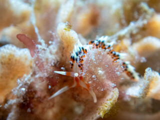 Scuba dive on Koh Lipe, see deep sea animals, see the mountains and the latest information.