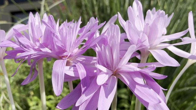 Autumn crocus, Colchicum, autumnale