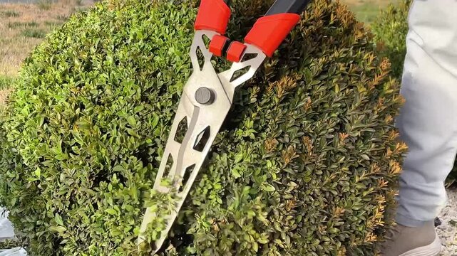 Man pruning a boxwood bush in the shape of a ball with garden shears, pruning young leaves of boxwood with secateurs, gardener trimming a bush with sharp shears in a well-maintained garden, landscape