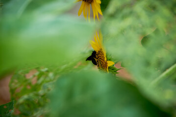 Bee collect pollen on a full bloom sunflower in a sunflower field