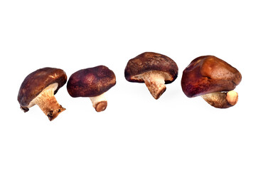 Fresh shiitake mushrooms against a transparent background.png