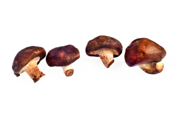 Fresh shiitake mushrooms against a transparent background.png