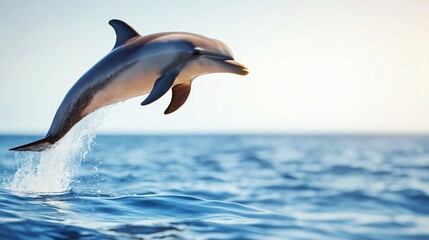 Obraz premium Dolphin Jumping Above Calm Ocean Waves at Sunrise