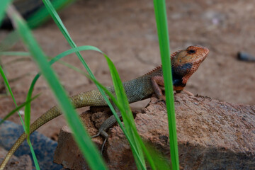 red chameleon lizard with a black neck in the tropics