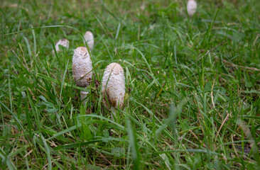 Shaggy mane mushroom on the meadow