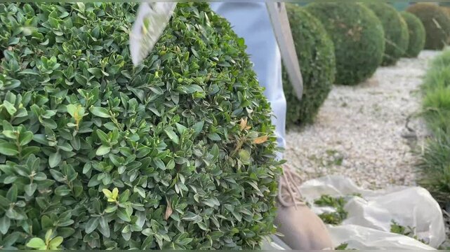Man pruning a boxwood bush in the shape of a ball with garden shears, pruning young leaves of boxwood with secateurs, gardener trimming a bush with sharp shears in a well-maintained garden, landscape