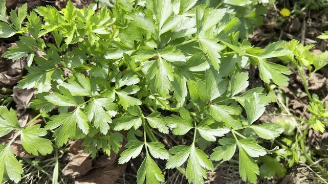 Parsley, flat-leaf, Petroselinum Crispum
