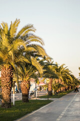 Obraz premium A line of tall palm trees in Batumi stretches along a sunny promenade, casting shadows on a quiet pedestrian and bike path