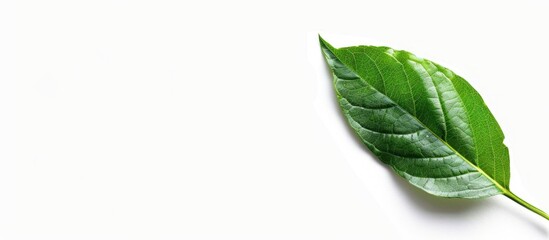 Obraz premium Stock Image with Clipping Path and Isolated Background