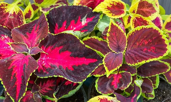 Feuillage color&eacute; de plantes coleus avec des feuilles rouges, vertes et jaunes vives pour d&eacute;coration de jardin ou int&eacute;rieur