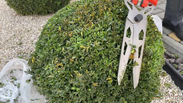Man pruning a boxwood bush in the shape of a ball with garden shears, pruning young leaves of boxwood with secateurs, gardener trimming a bush with sharp shears in a well-maintained garden, landscape