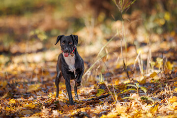 patterdale terrier in the forest