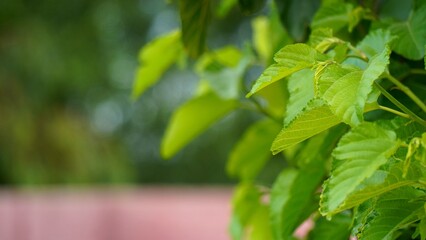 Mulberry Tree Leaves with Blurred Background and Copy Text Space: A Close-Up of Lush Mulberry Leaves, Perfect for Custom Text or Designs