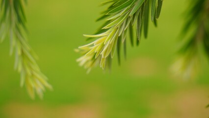 Weeping Bottlebrush Leaves with Blurred Background: A Stunning Close-Up of the Graceful, Long Leaves of the Bottlebrush Plant Set Against a Soft, Dreamy Backdrop