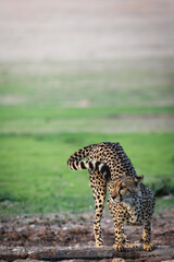 cheetah in the green kalahari
