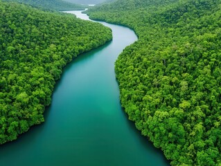 Mangrove forest contributing to coastal biodiversity hotspots, supporting unique flora and fauna, mangrove forest, biodiversity hotspot