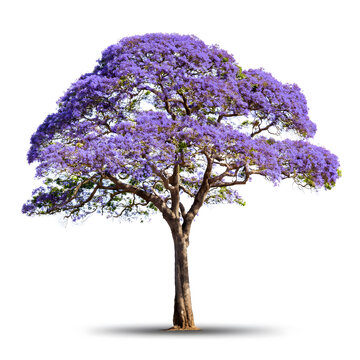 High resolution image jacaranda tree purple flower on white background with closed up.