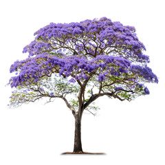 Obraz premium High resolution image jacaranda tree purple flower on white background with closed up.