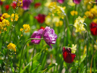 Colorful flowers meadow. Pink and yellow tulip field. Flowers landscape. Yellow and pink tulip flowers. Spring background. Spring flowers meadow. Greeting card, invitation. Spring tulips garden.

