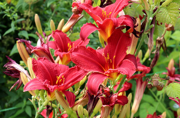 Blooming red lilies with buds on a daylily bush in the garden on a summer day - horizontal photo, close-up, inflorescence