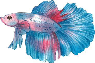 Fototapeta premium Blue-Red Super delta, thai betta splendens, hand-drawn watercolor painting illustration