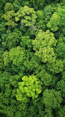 Fototapeta premium The vibrant green treetops of a dense forest showcase diverse foliage under clear blue skies