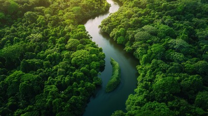 Aerial View of a Winding River Through a Lush Green Forest