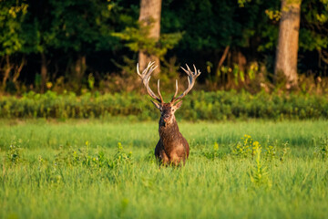 Majestic deer standing in lush green forest meadow.