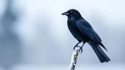 Lonely crow standing on an icy branch, snowflakes gathering on its shiny black feathers, overcast sky lending a muted winter palette 