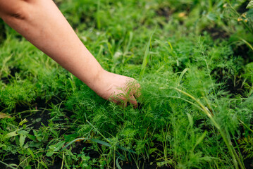 Fresh dill grows in the garden. The woman's hands plucked the dill into a bunch. Growing fresh herbs. Green plants in the garden, ecological farming for the production of healthy food concept.