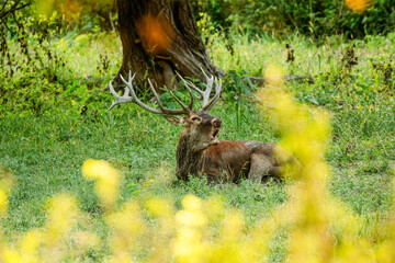 Majestic Deer Resting in Lush Forest Clearing Scene