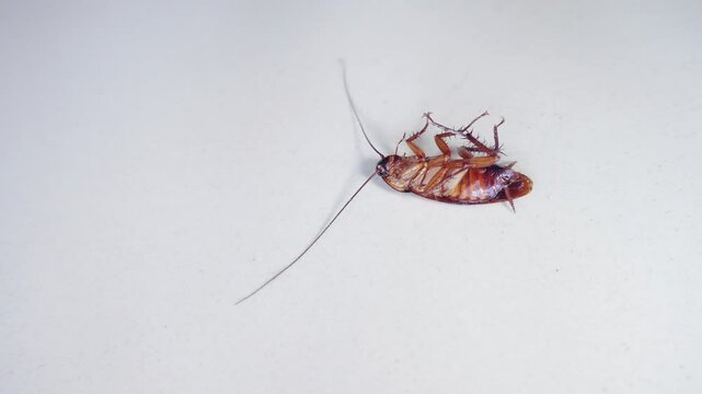 A dying cockroach almost died because it was sprayed with insect repellent