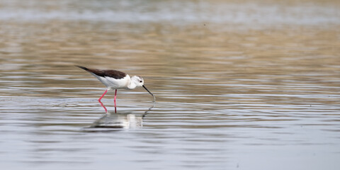Échasse blanche - Himantopus himantopus - oiseaux échassiers - limicoles - Recurvirostridae
