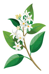 Obraz premium Stephanotis Branch With Flowers Vector Illustration On White Background