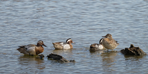 Sarcelle d'été - Spatula querquedula - Anatidae
