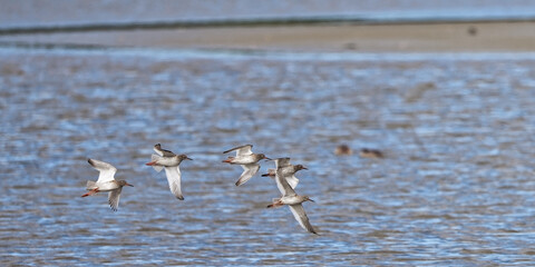 Chevalier gambette - Tringa totanus -
