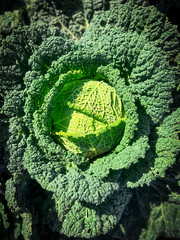 Close up view of a green savoy cabbage growing in a  farmers field