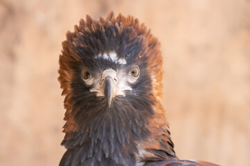Black-breasted Buzzard 