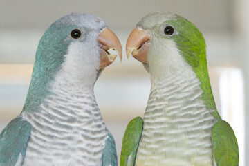 pair of parrots (Quaker or Monk Parrots)