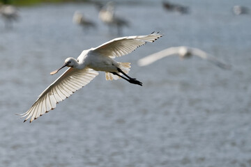 Spatule blanche - Platalea leucorodia - échassiers - Threskiornithidae
