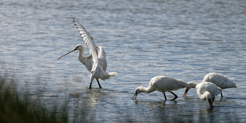 Spatule blanche - Platalea leucorodia - échassiers - Threskiornithidae
