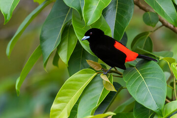 Passerini's Tanager (Ramphocelus passerinii) adult male, perched in leaf of bush, Costa Rica.