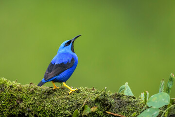 Shining honeycreeper (Cyanerpes lucidus) adult male perched on a branch, Costa Rica.