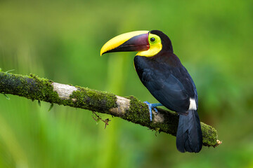 Black-mandibled toucan (Ramphastos ambiguus) perched on a branch with moss, seen from behind, Costa Rica.