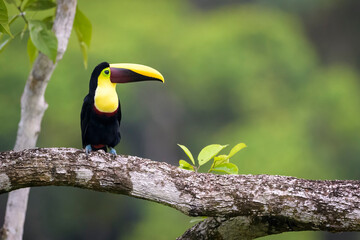 Fototapeta premium Black-mandibled toucan (Ramphastos ambiguus) perched on a branch with moss and bromeliad, Costa Rica.