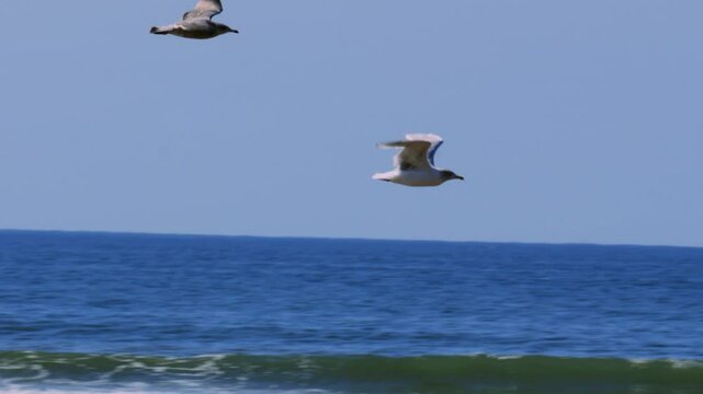 Flock of Seagulls Elegantly Flying in Slow Motion Across Rhossili Bay Beach with Waves Crashing in Background on Hot Sunny Day 4K